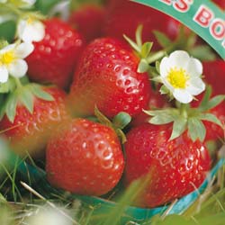 Fresas 'Mara des bois'